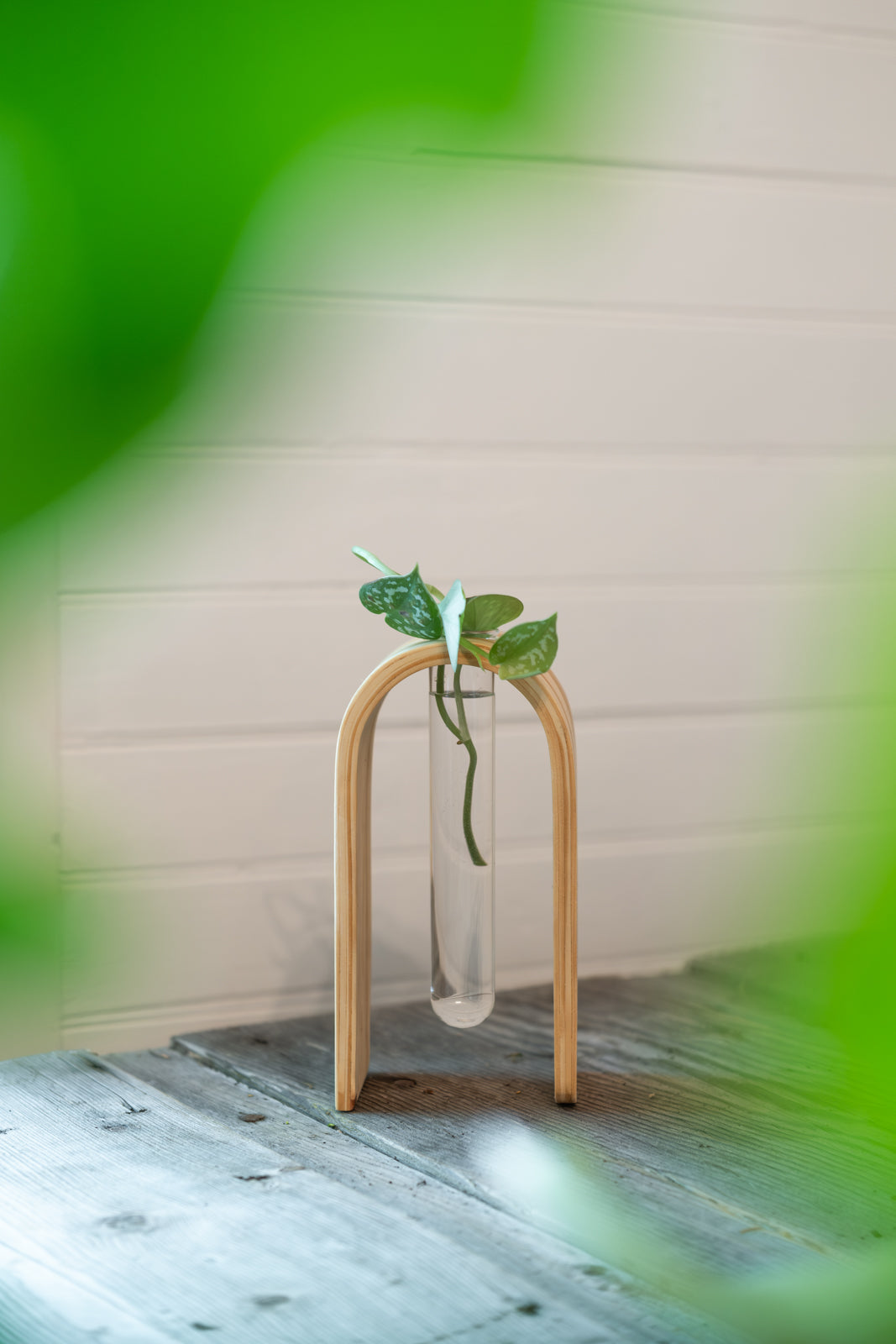 Propagation Vase