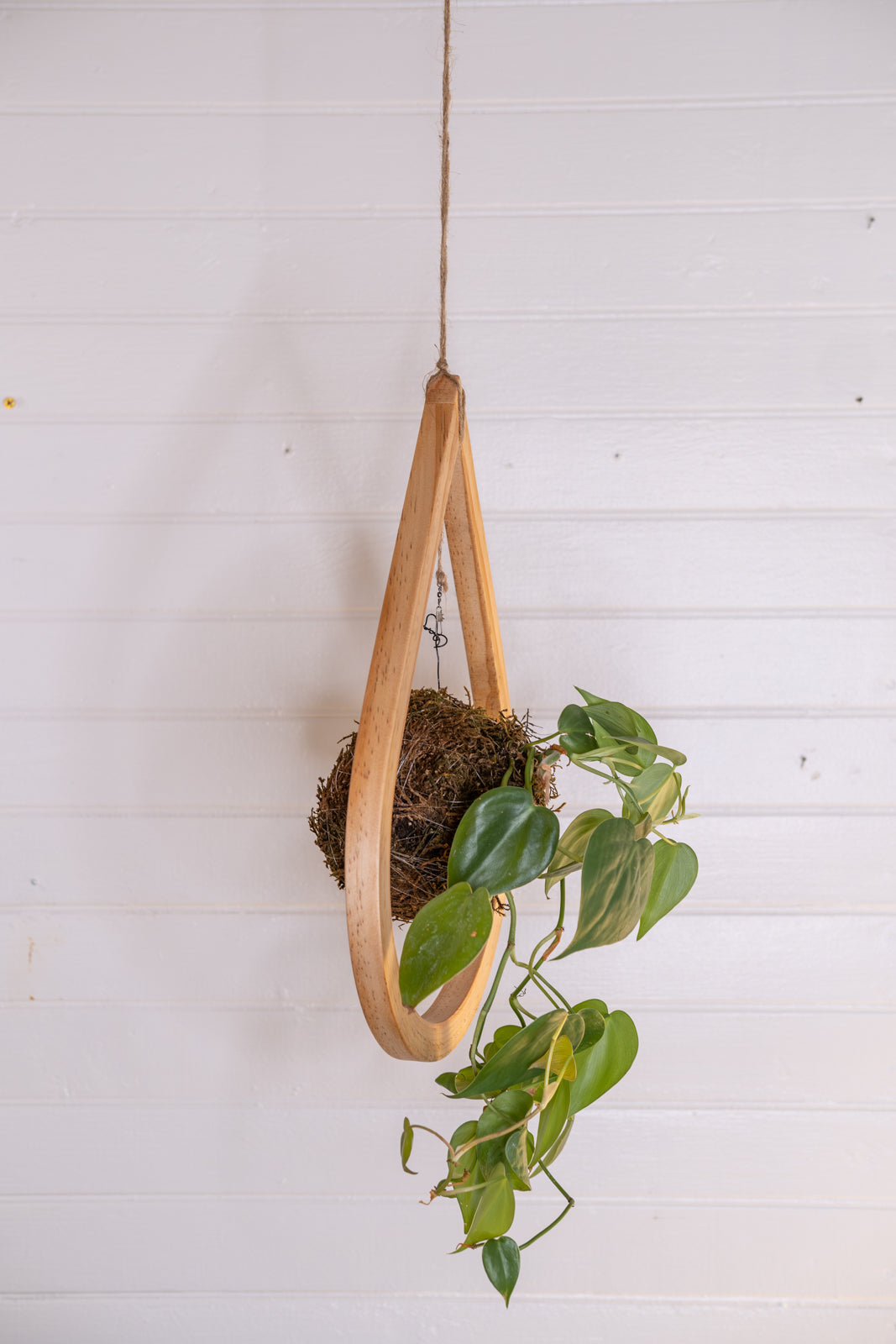 Kokedama Bubble