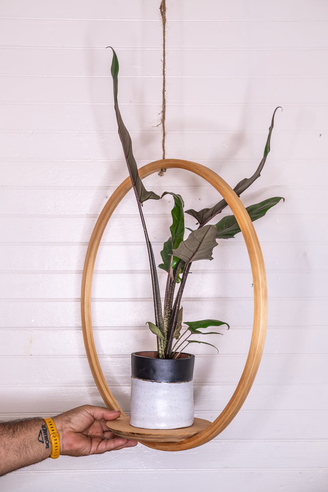 Bubble Hanger Bundle, Wooden Plant Hanger, Circle Hanger, Planter With Saucer, Air Plant Hanger, Boho, Mid Century Modern Planter