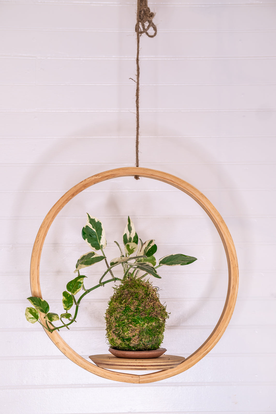 Bubble Hanger Bundle, Wooden Plant Hanger, Circle Hanger, Planter With Saucer, Air Plant Hanger, Boho, Mid Century Modern Planter