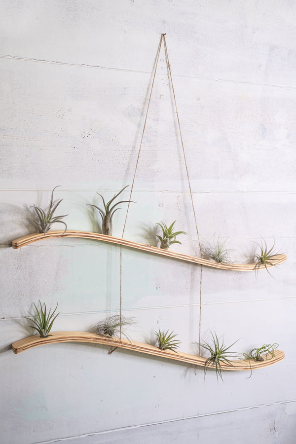 Large Vertical Air Plant Hanger Combo, Air Plant Display, Large