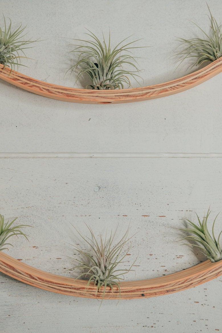 2 Tier Air Plant Hanger